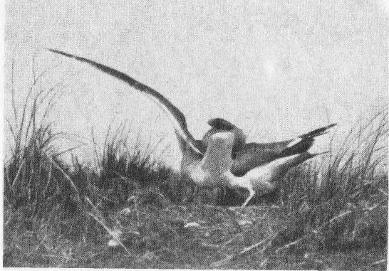 Социальное поведение животных - img_77.png