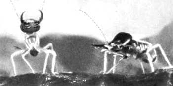 Шмели и термиты - _104.jpg