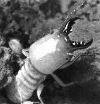 Шмели и термиты - _106.jpg