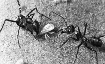 Шмели и термиты - _111.jpg