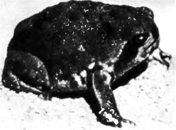 Шмели и термиты - _116.jpg