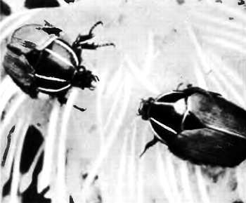 Шмели и термиты - _117.jpg