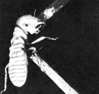 Шмели и термиты - _130.jpg