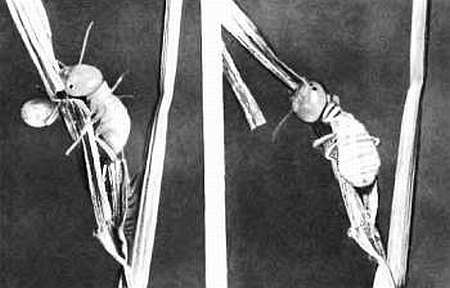 Шмели и термиты - _133.jpg_0