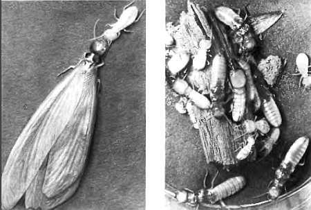 Шмели и термиты - _135.jpg