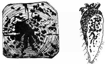 Шмели и термиты - _138.jpg