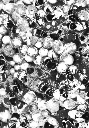 Шмели и термиты - _32.jpg_0