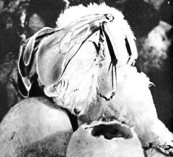 Шмели и термиты - _36.jpg