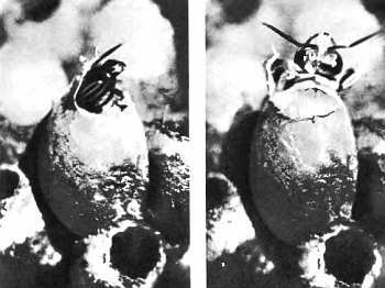 Шмели и термиты - _37.jpg