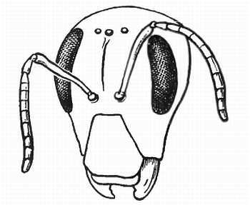 Шмели и термиты - _40.jpg