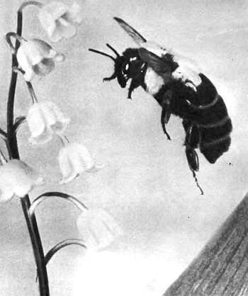 Шмели и термиты - _41.jpg