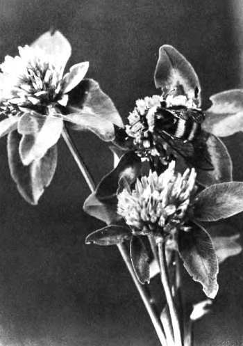 Шмели и термиты - _46.jpg