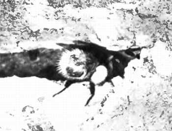 Шмели и термиты - _48.jpg