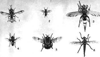 Шмели и термиты - _55.jpg