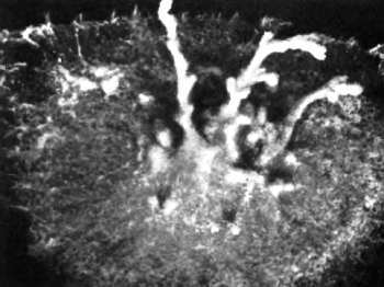 Шмели и термиты - _57.jpg