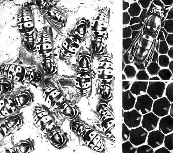 Шмели и термиты - _63.jpg