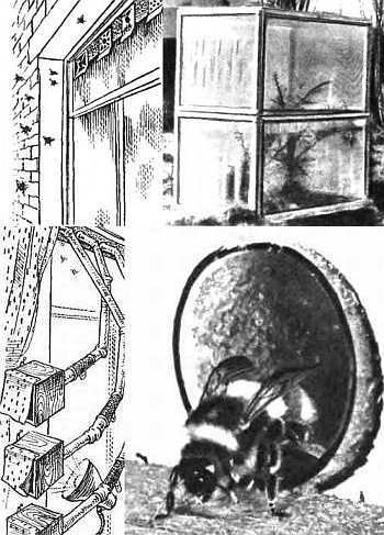 Шмели и термиты - _66.jpg_0