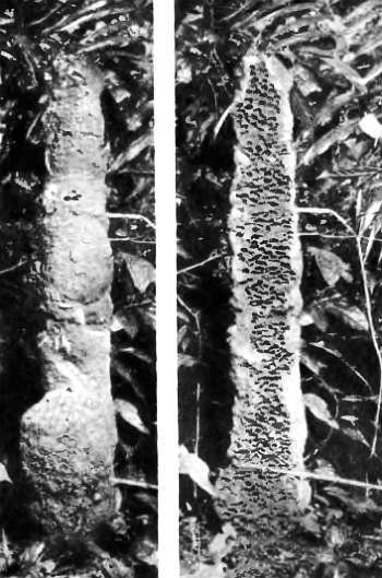 Шмели и термиты - _75.jpg