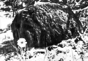 Шмели и термиты - _80.jpg