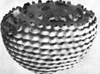 Шмели и термиты - _83.jpg