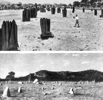 Шмели и термиты - _86.jpg