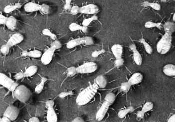 Шмели и термиты - _89.jpg