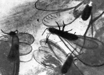 Шмели и термиты - _92.jpg