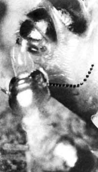 Шмели и термиты - _96.jpg