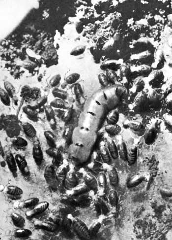 Шмели и термиты - _99.jpg