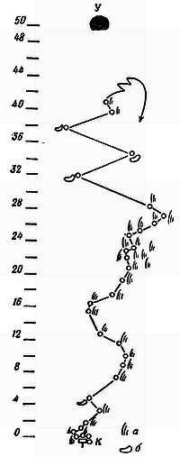От пчелы до гориллы - _07.jpg_0