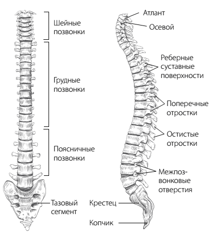 Скажи «нет» боли в спине и шее! Быстрое устранение причин остеохондроза - i_002.png