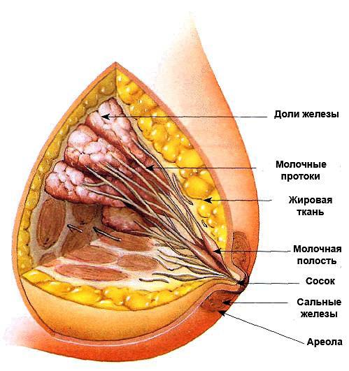 Роды закончились. Что дальше? - i_002.png