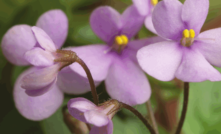 Сенполии - i_001.png