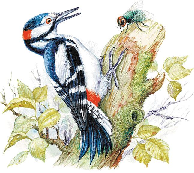 Ребята и утята (сборник) - i_002.png