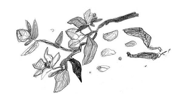 Зелёный велосипед на зелёной лужайке - i_003.jpg