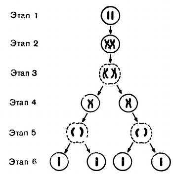 Знайте свои гены - _04.jpg