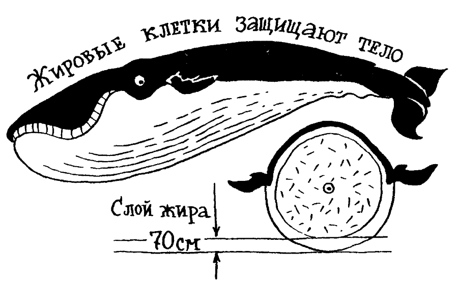 Я познаю мир. Тайны человека - image21.png