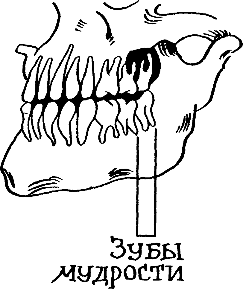 Я познаю мир. Тайны человека - image57.png