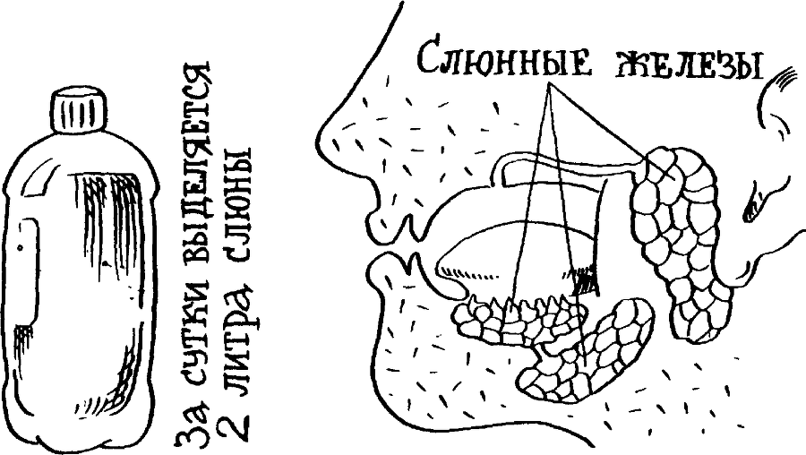 Я познаю мир. Тайны человека - image59.png