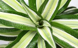 Пальмы - i_003.jpg