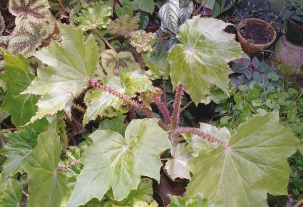 Бегонии - i_001.jpg