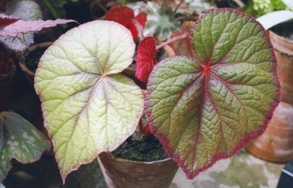 Бегонии - i_002.jpg