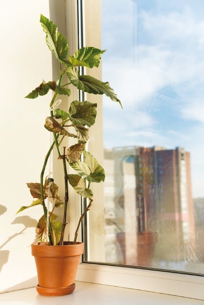 Бегонии - i_003.jpg