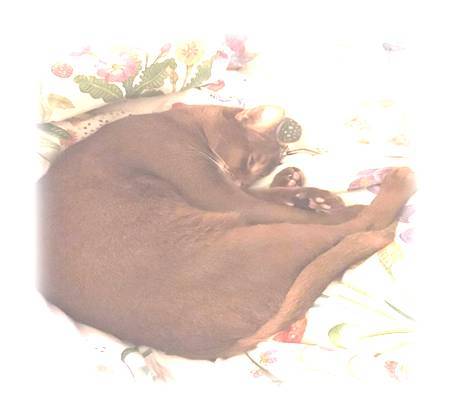 Веселая семейка. Сборник стихотворений - _5.jpg