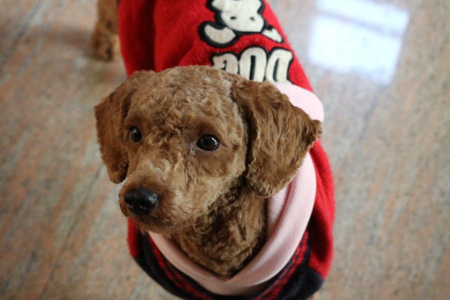 Развитие речи в игре с детьми раннего возраста - _1.jpg