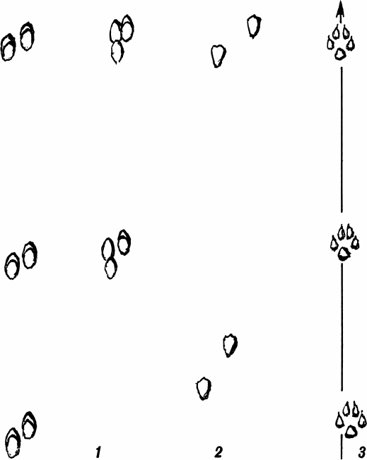 Спутник следопыта - _01.png