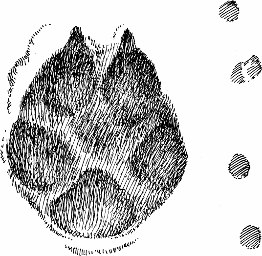 Спутник следопыта - _04.png