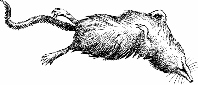 Спутник следопыта - _08.png