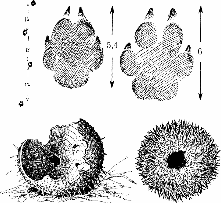 Спутник следопыта - _10.png