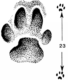 Спутник следопыта - _20.png
